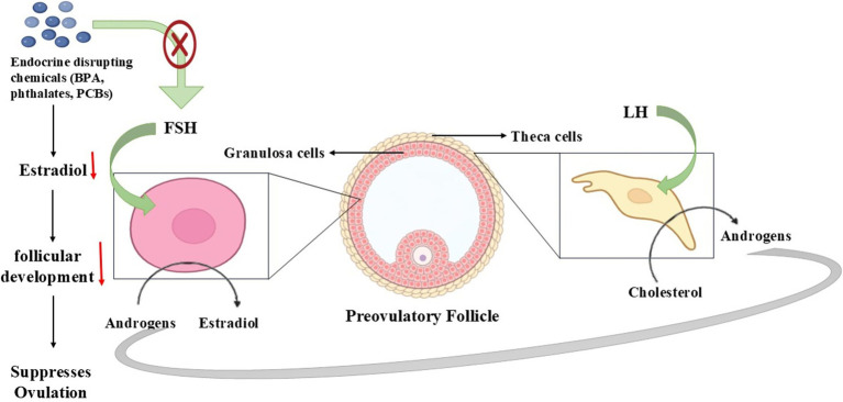 Figure 5