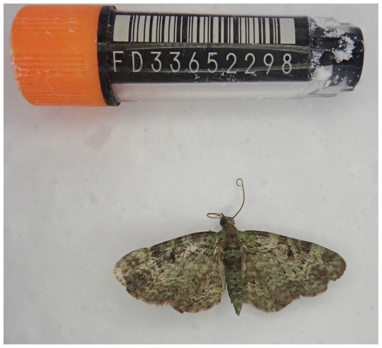 Figure 1
