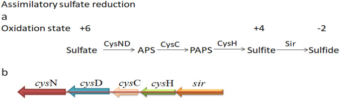 Fig 12