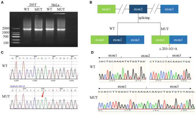 Figure 2