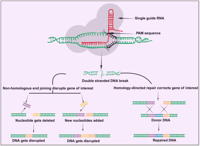FIGURE 1