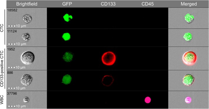FIGURE 3