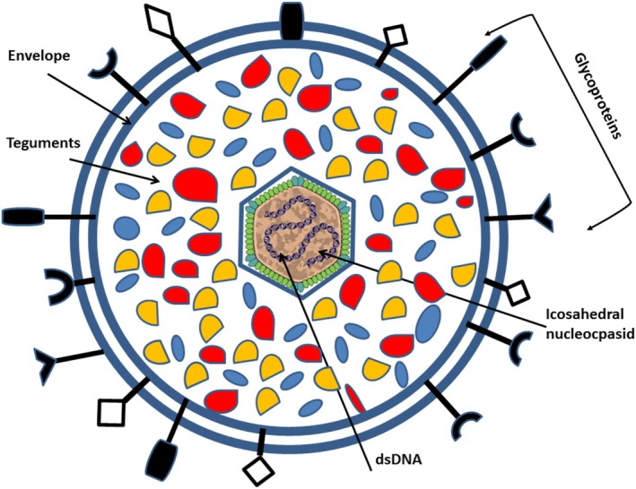 FIGURE 1