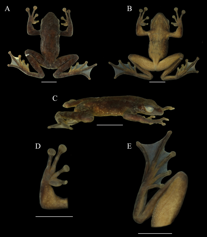 Figure 5