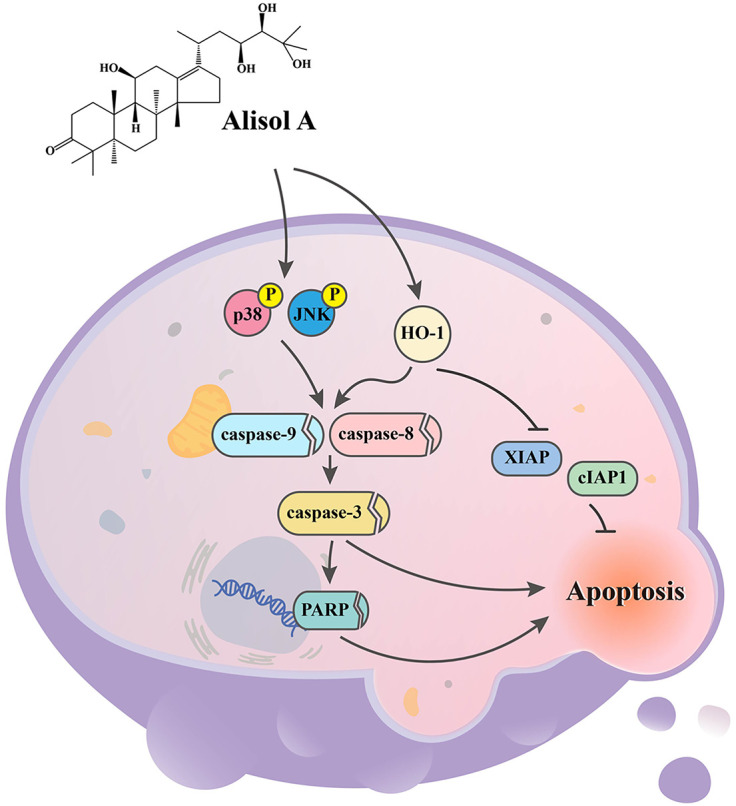 Figure 13
