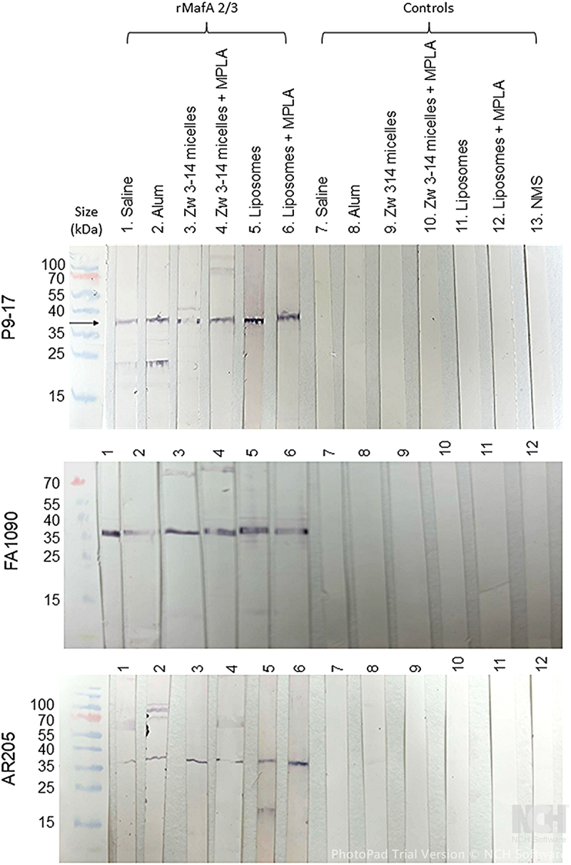 Figure 13