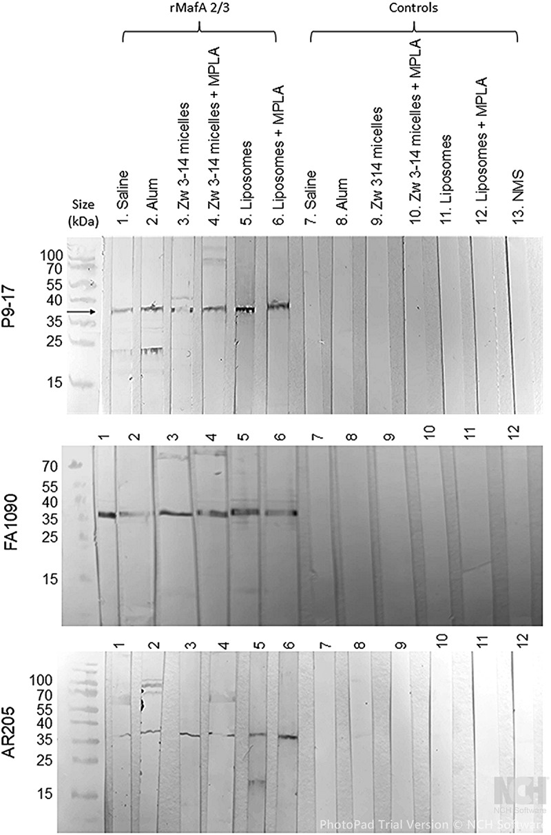 Figure 14