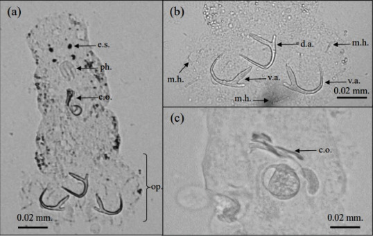 Figure 2