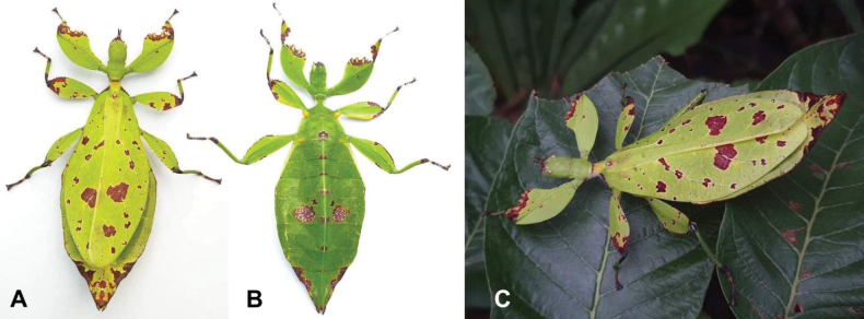 Figure 3