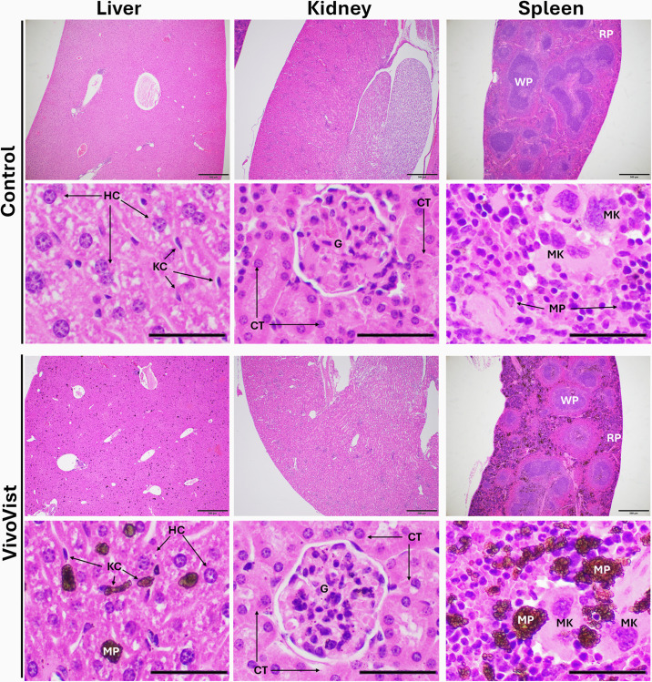 Fig 6