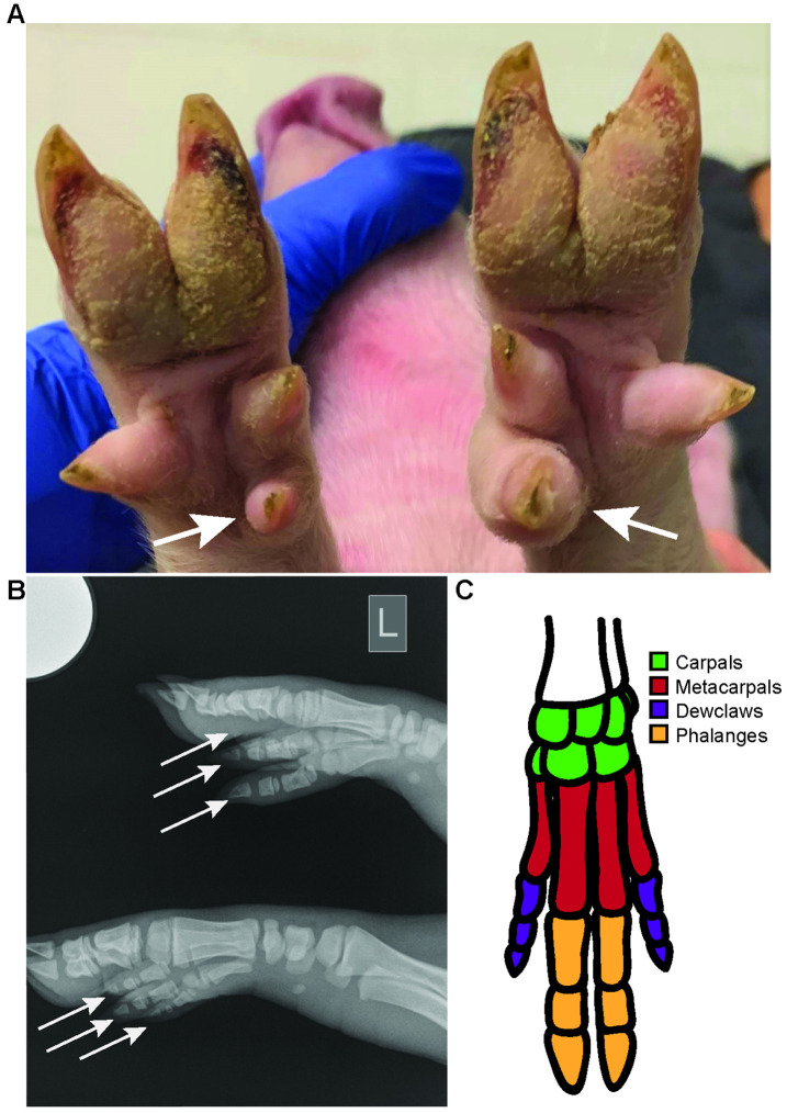 Fig 3