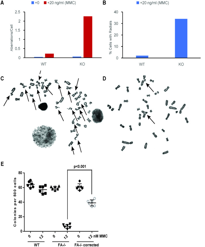 Fig 6