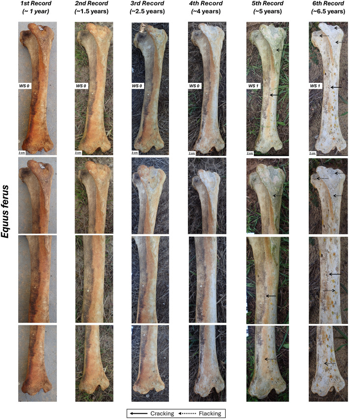 Fig 4