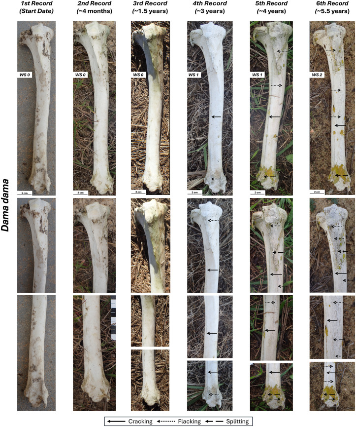 Fig 6