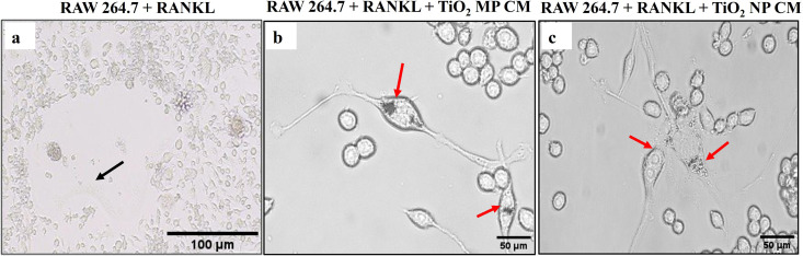 Fig 7