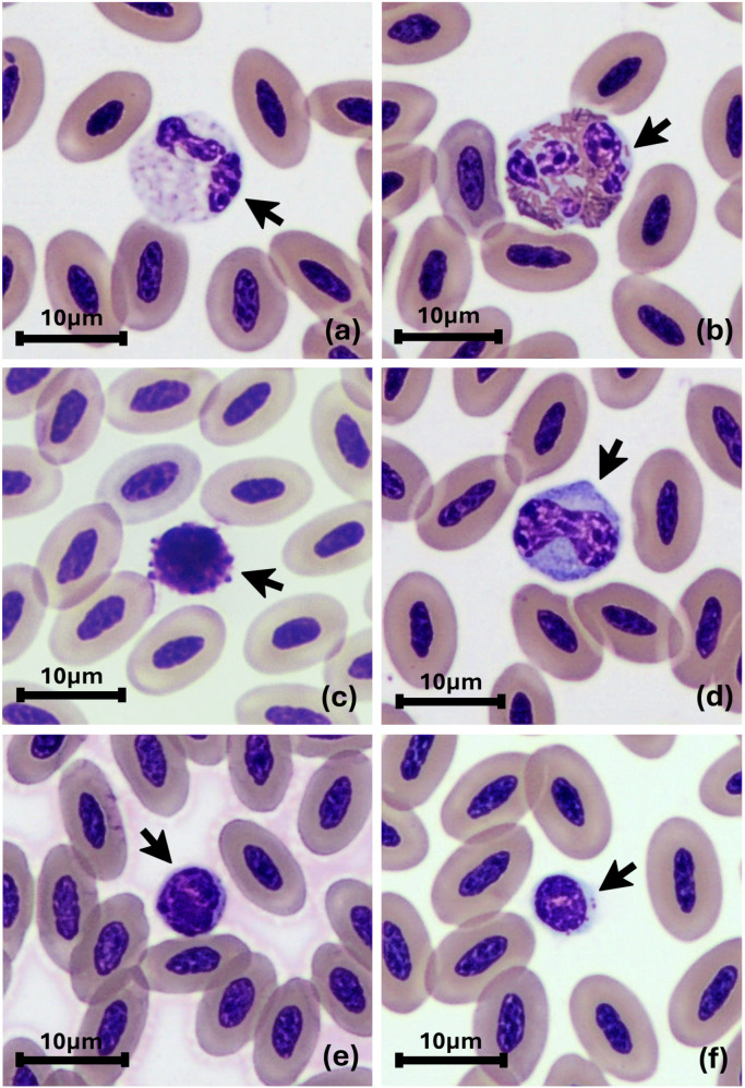 Fig 1