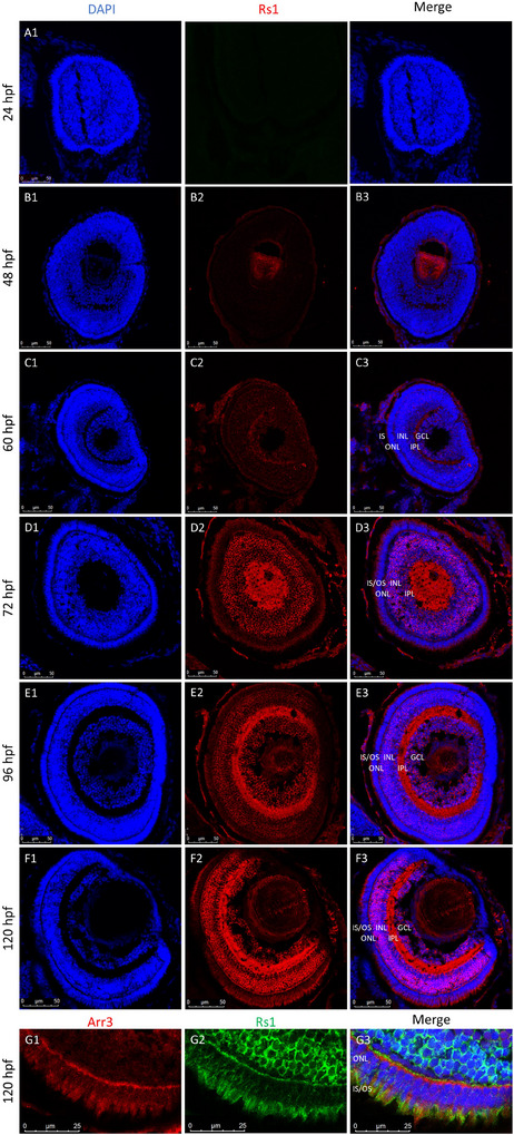 FIGURE 3