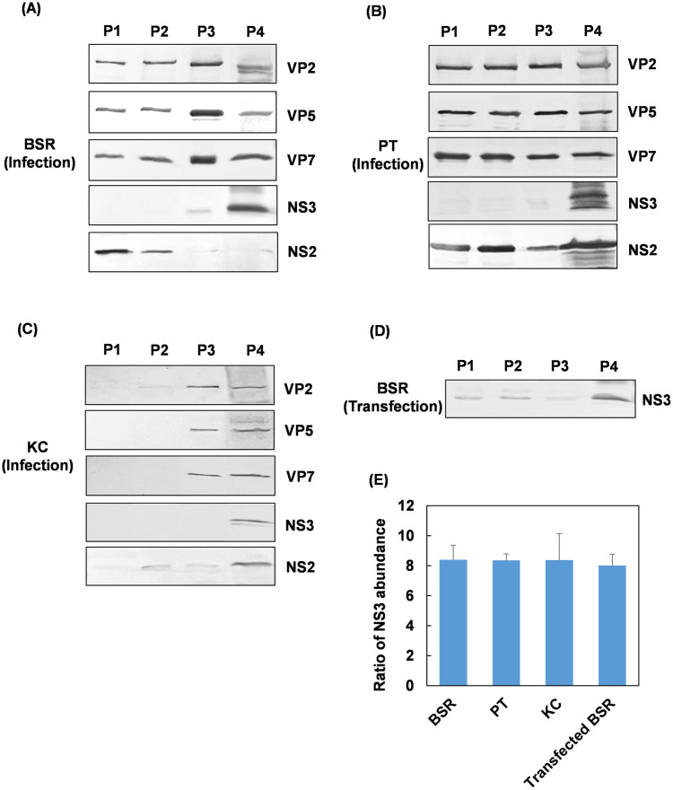 Fig 5