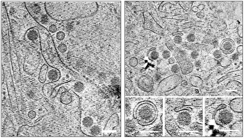 Fig 8