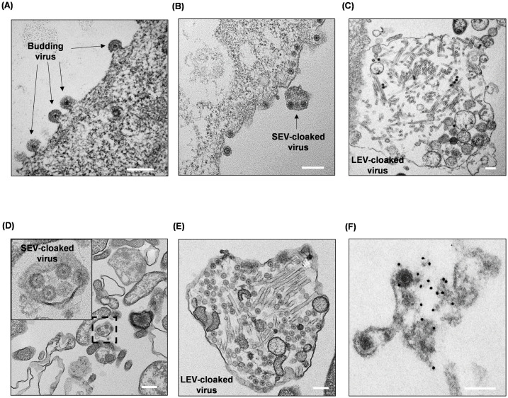 Fig 10