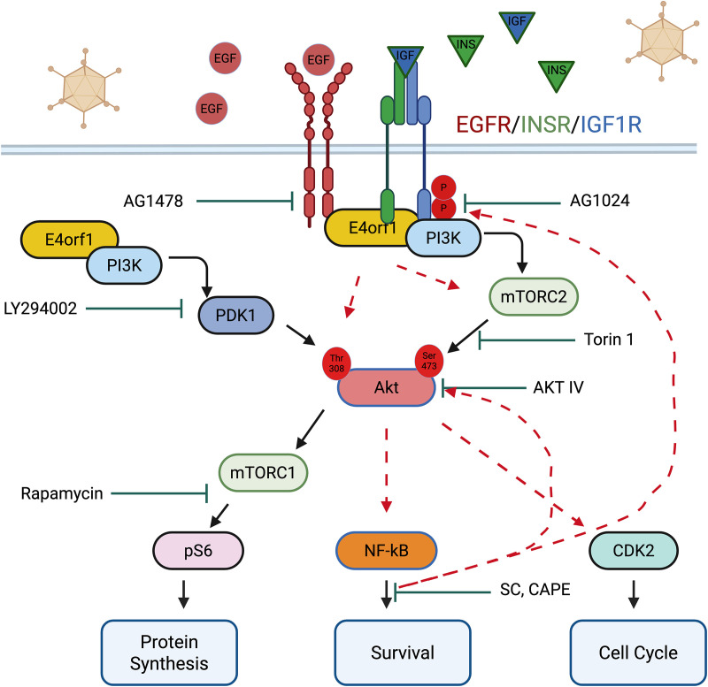 Fig 6