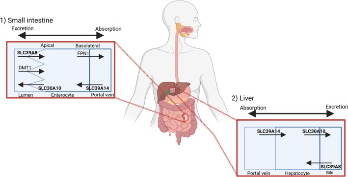 FIGURE 1