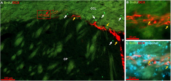 FIGURE 3