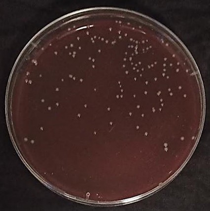 Figure 11