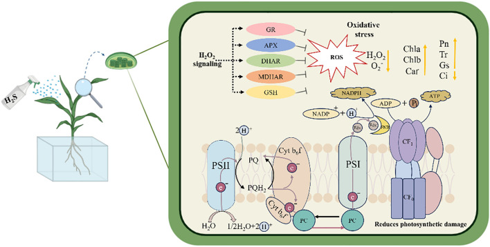 Figure 11