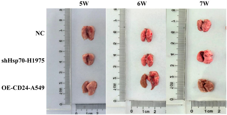 Figure 5