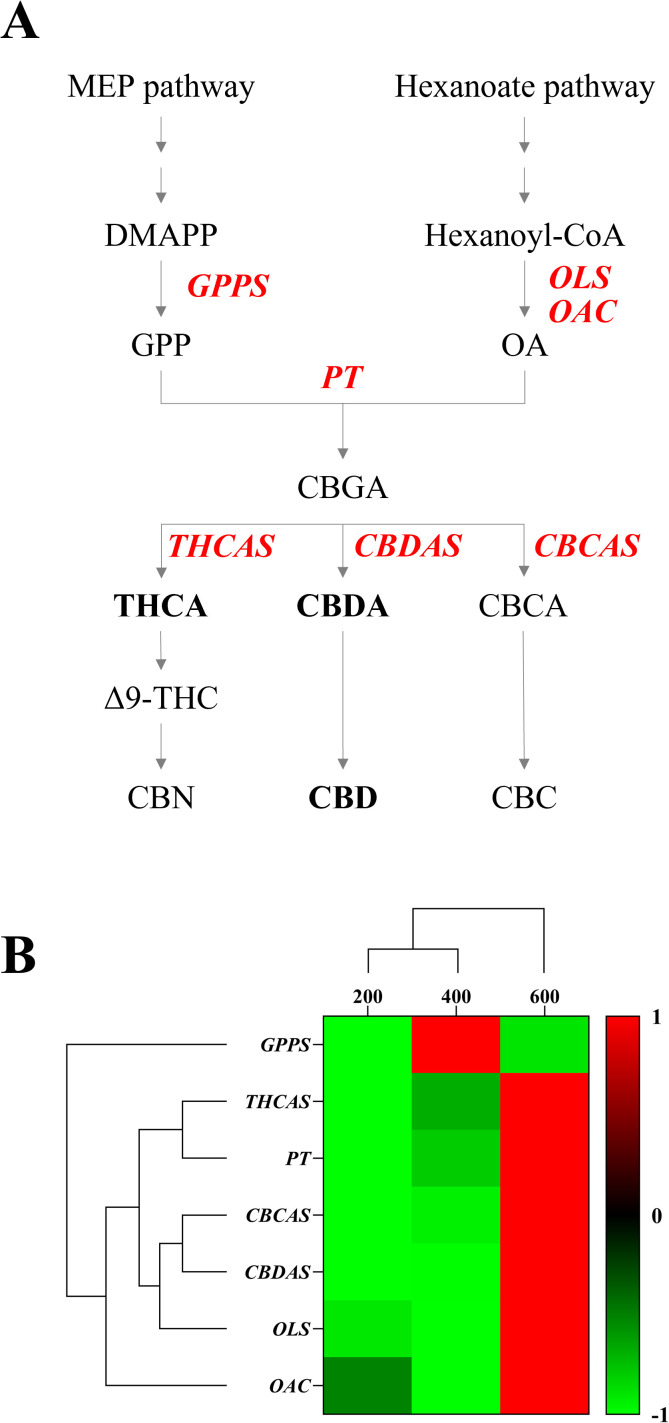 Figure 7