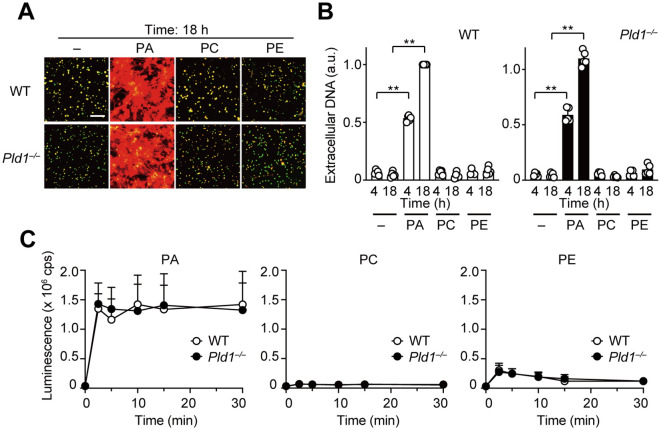 Figure 3