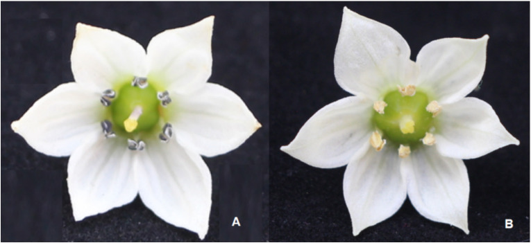 Figure 1