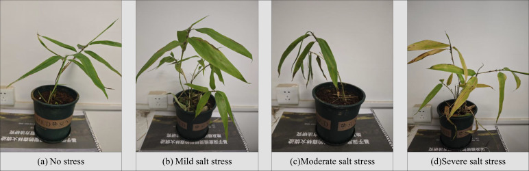 Figure 12