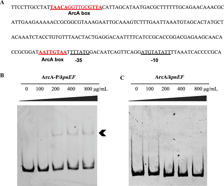 Fig 8