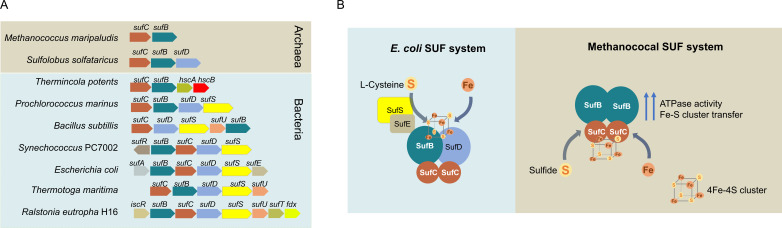 Fig 8
