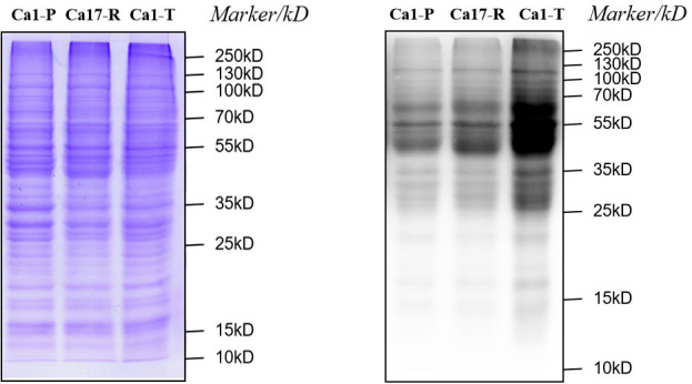 Fig 7