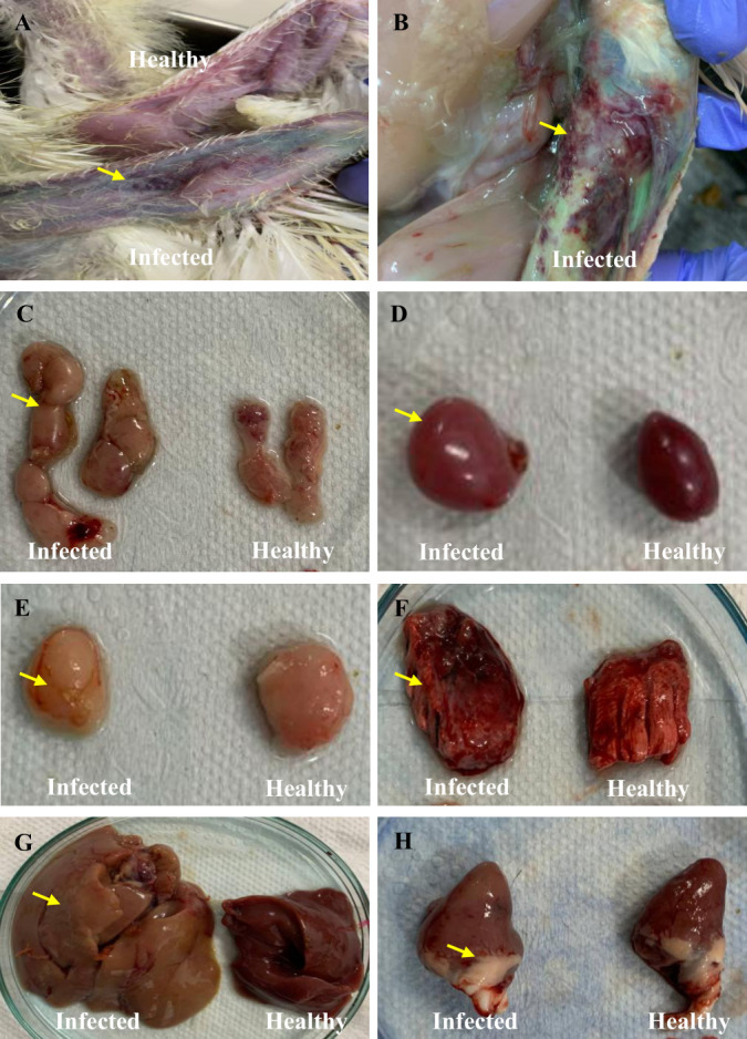 Fig 1