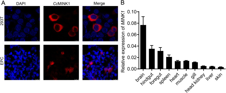 Figure 1