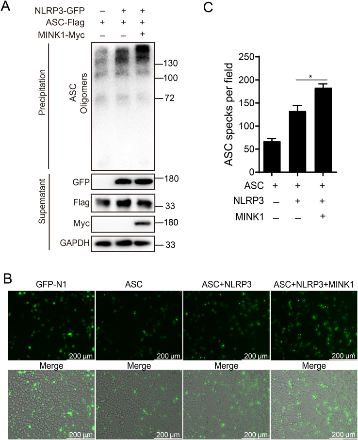 Figure 4