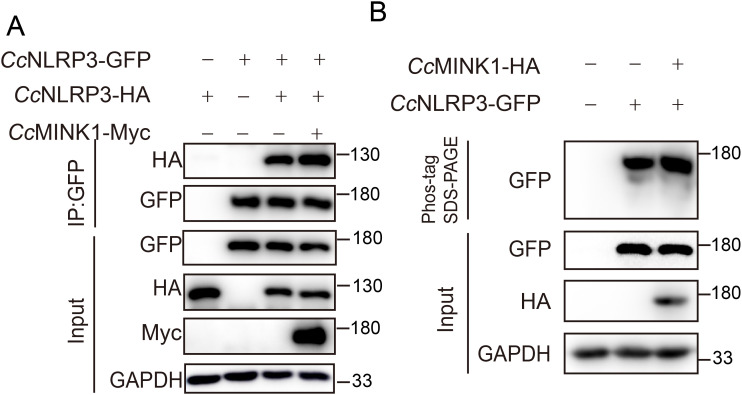 Figure 7
