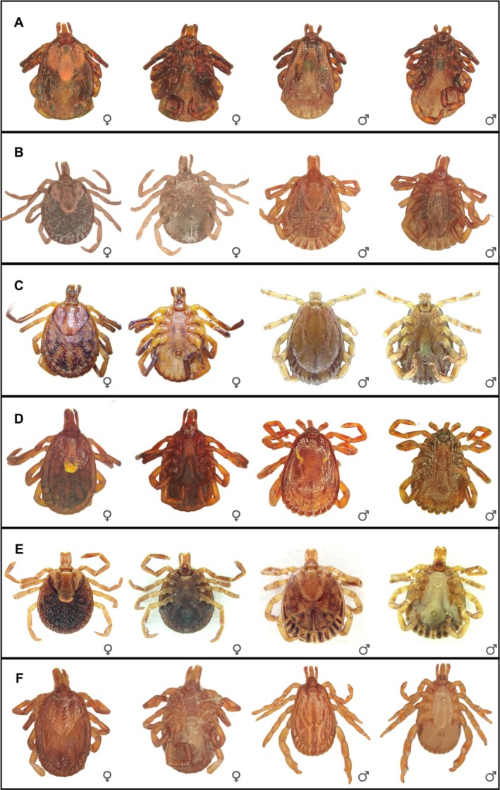 FIGURE 1