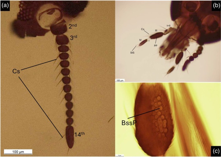 FIGURE 3