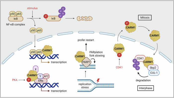 Figure 6