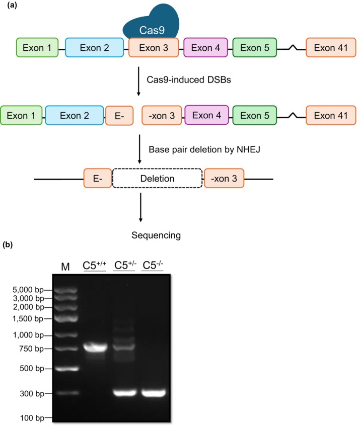 FIGURE 1