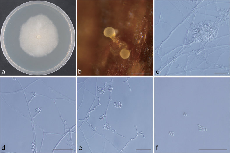 Figure 9