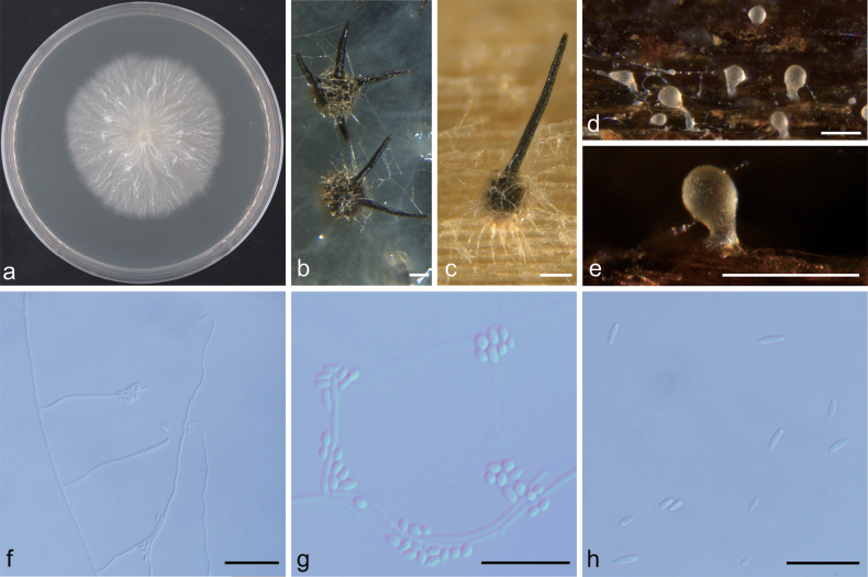 Figure 13