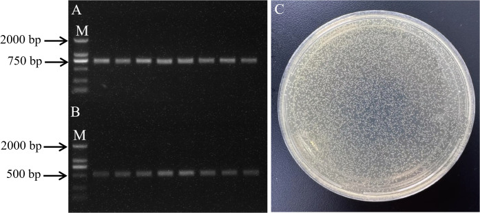 Figure 6
