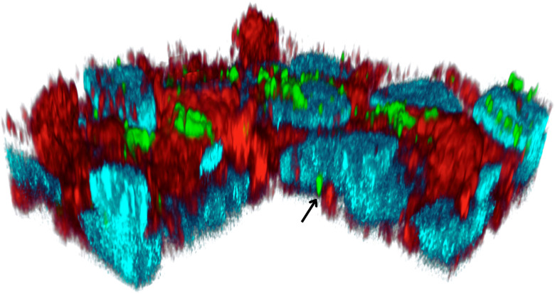 Fig. 4