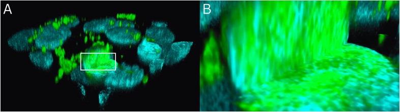 Fig. 6